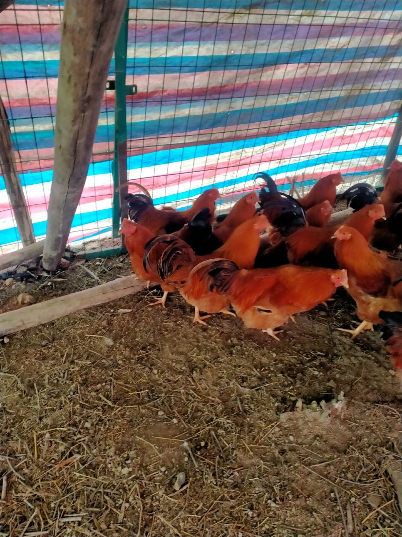阉鸡
