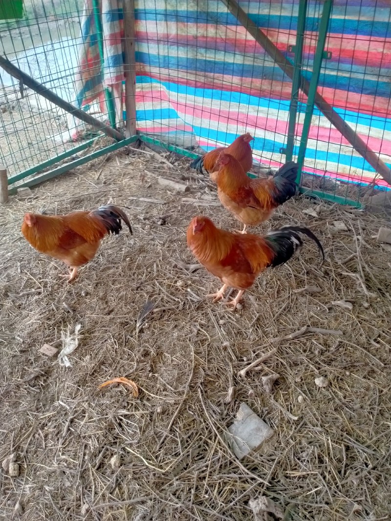 阉鸡