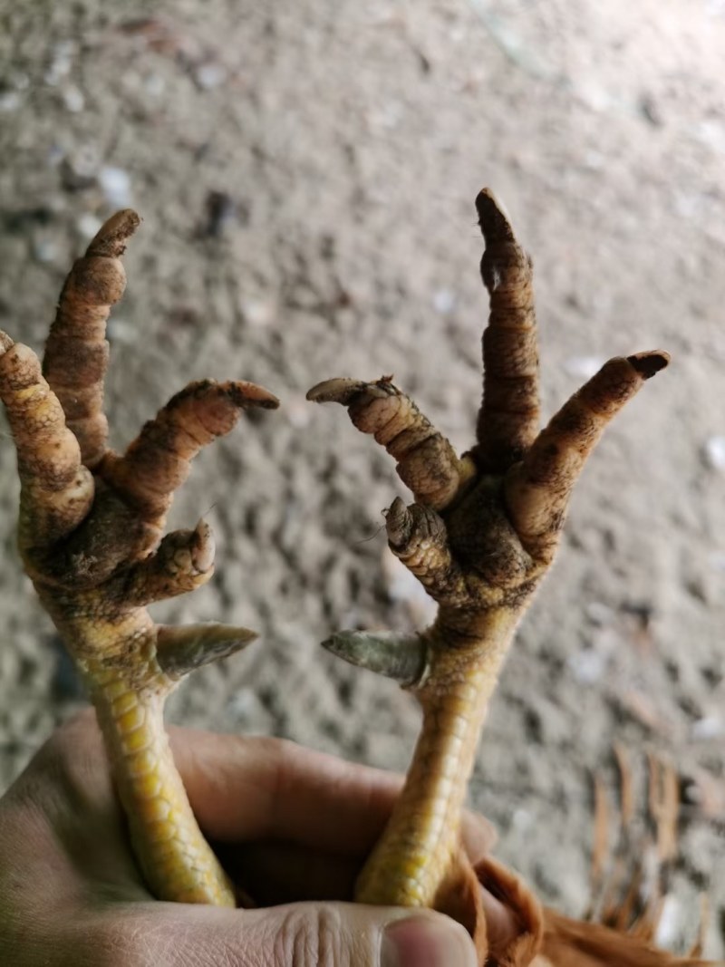 土鸡