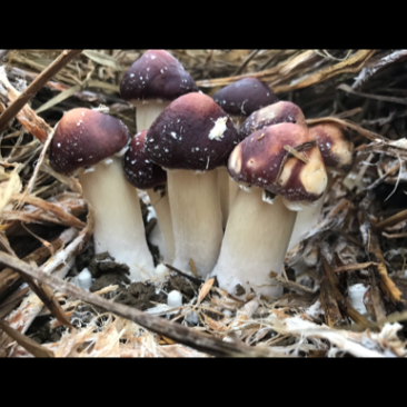 自有菌业基地原生态红松茸