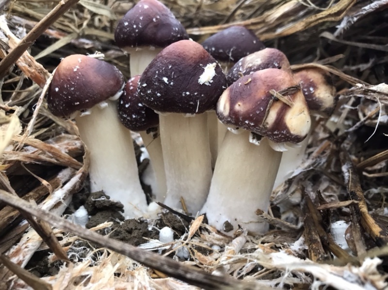 自有菌业基地原生态红松茸