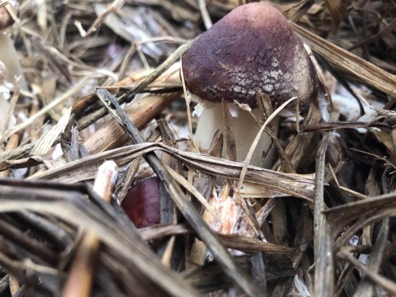 自有菌业基地原生态红松茸