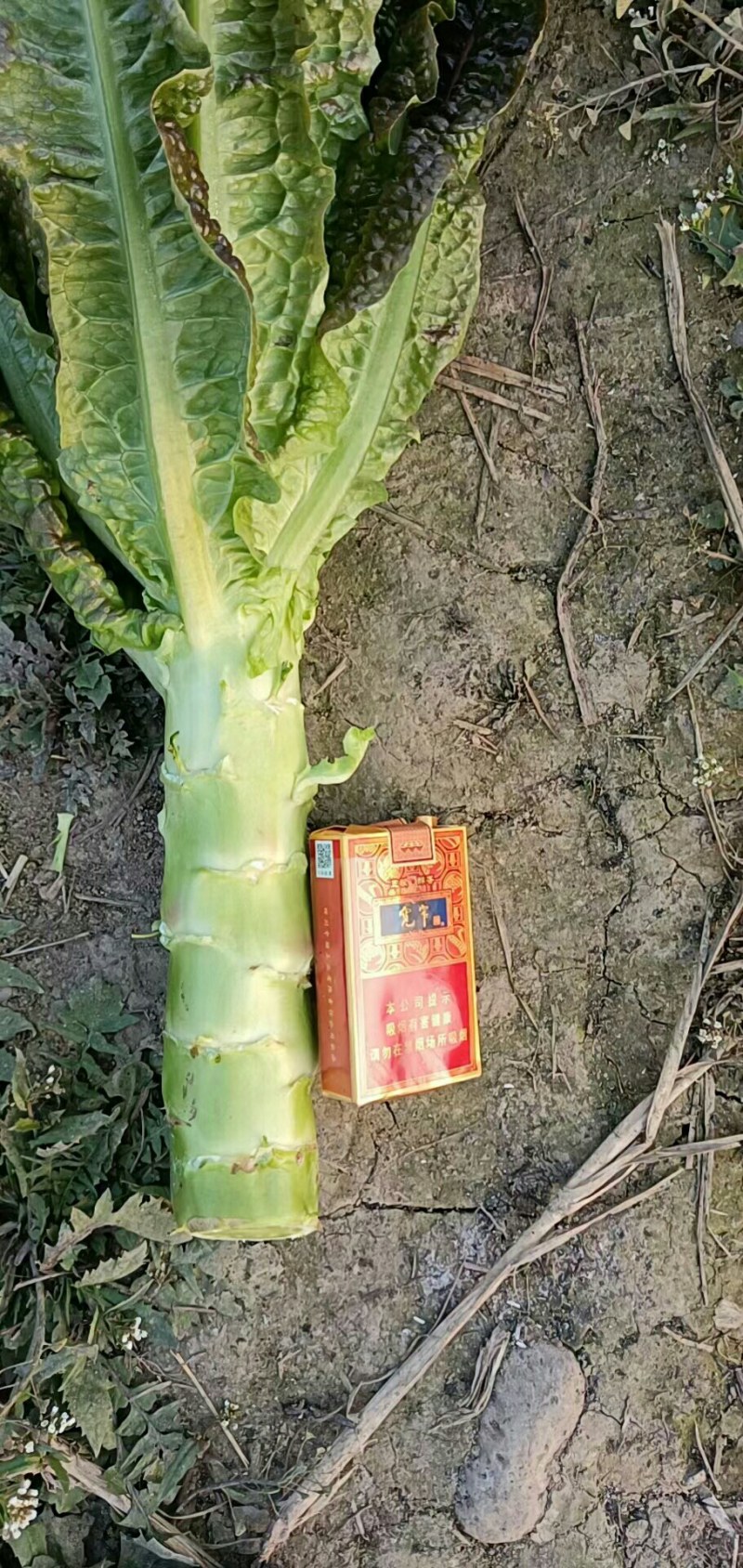 红尖叶莴笋