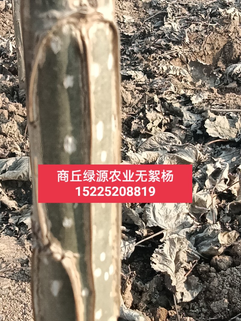 速生无絮杨3412！3804/鲁林9号！2025/107