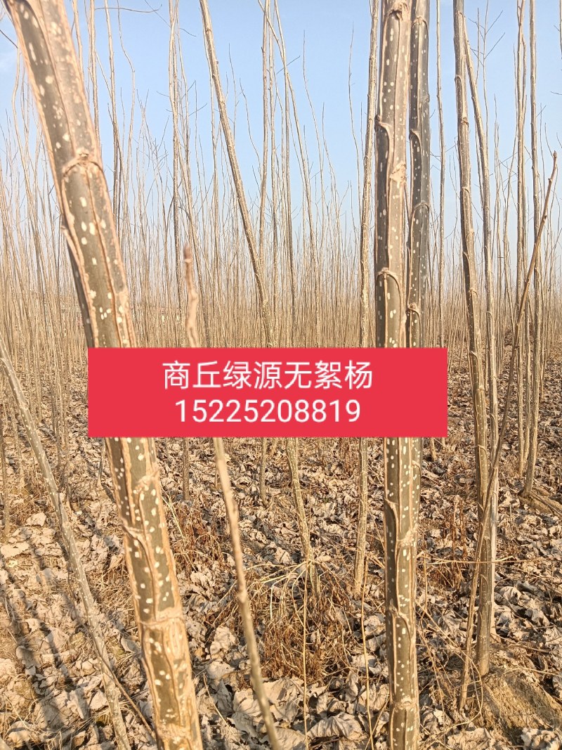 速生无絮杨3412！3804/鲁林9号！2025/107