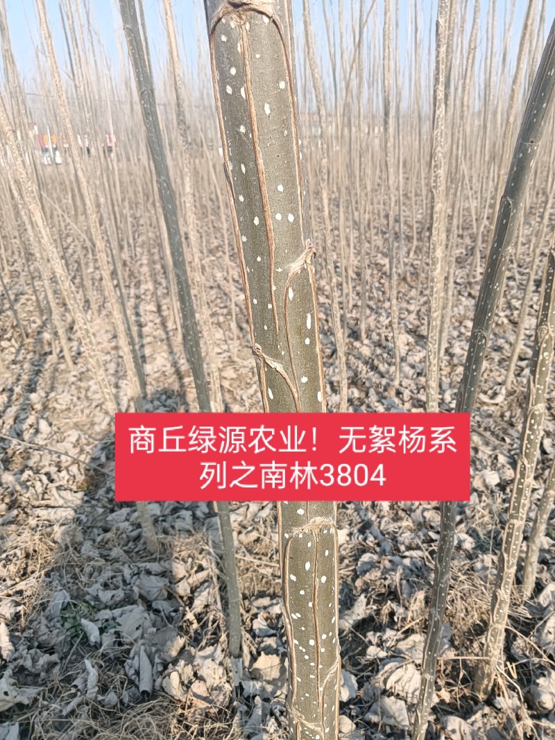 速生无絮杨3412！3804/鲁林9号！2025/107