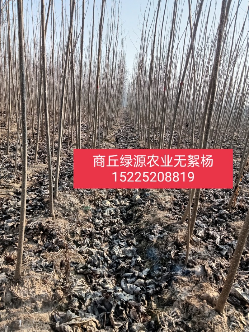 速生无絮杨3412！3804/鲁林9号！2025/107