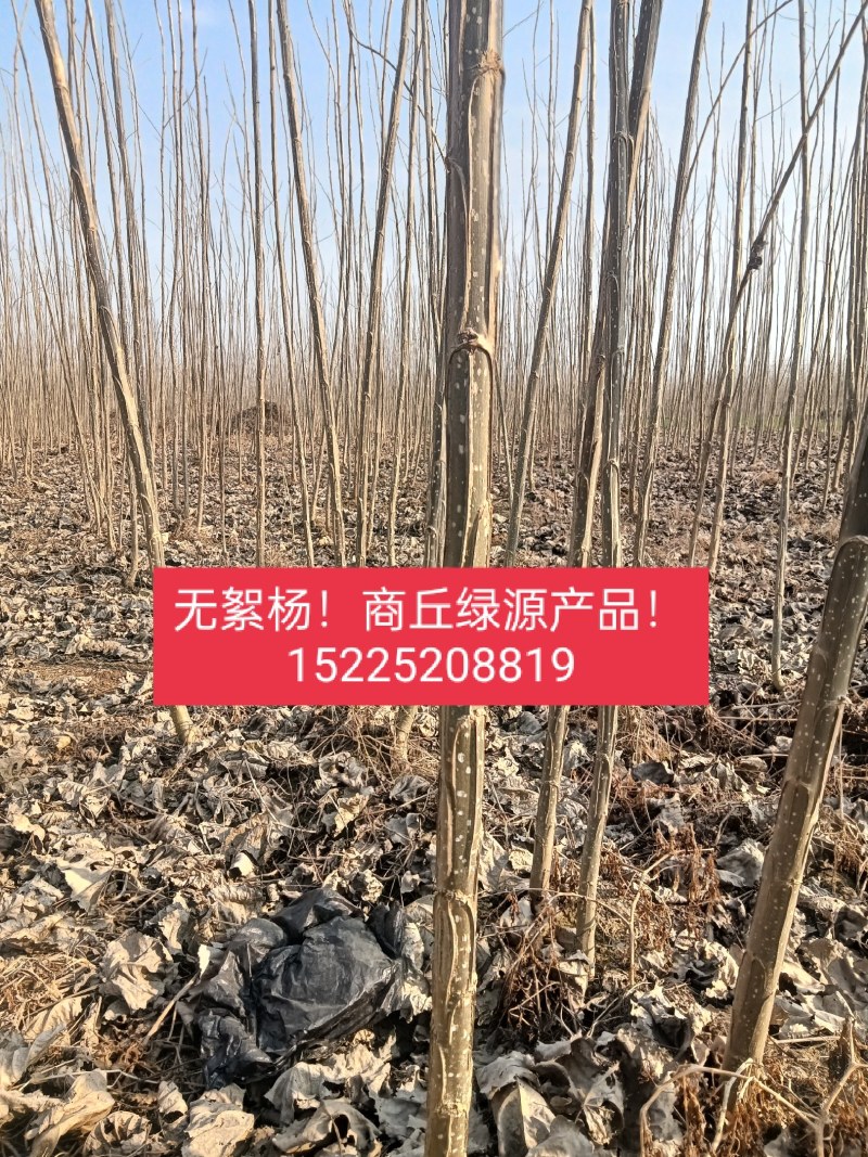 速生无絮杨3412！3804/鲁林9号！2025/107