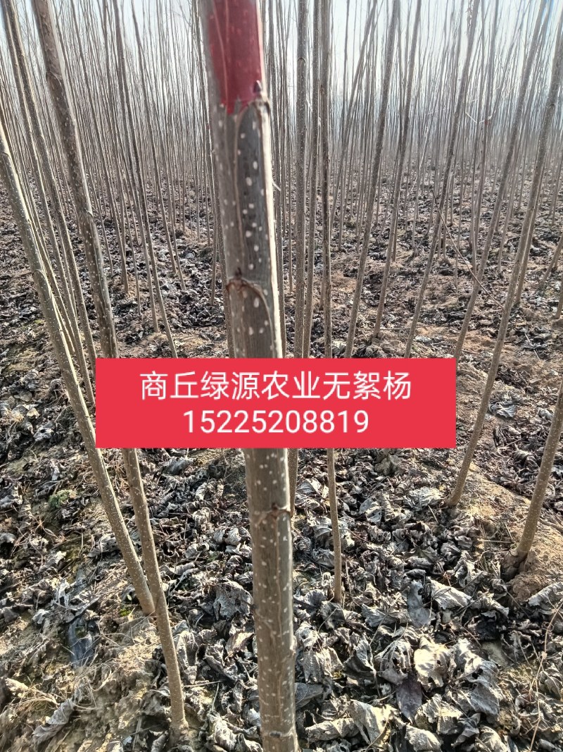 速生无絮杨3412！3804/鲁林9号！2025/107