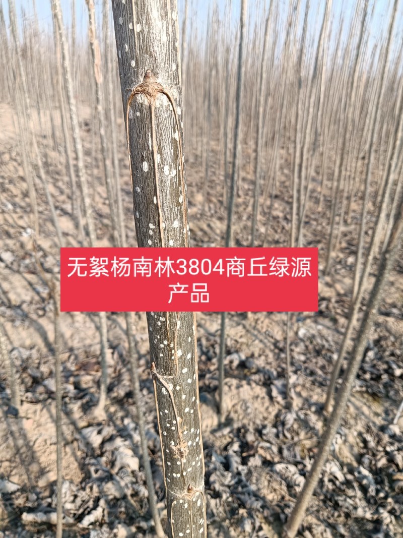 速生无絮杨3412！3804/鲁林9号！2025/107