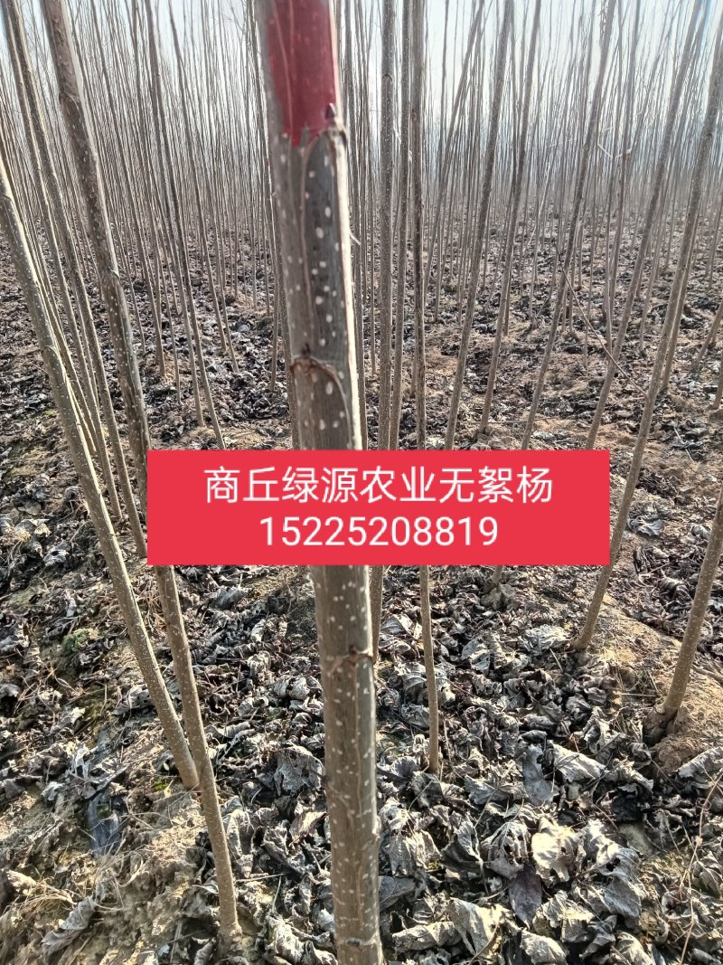 速生无絮杨3412！3804/鲁林9号！2025/107
