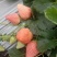 白草莓（梦芝莹、梦芝娇、梦芝芙、天使、建德白露……、）
