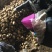 高产、优质脱毒种薯—费乌瑞它（荷兰十五、806）
