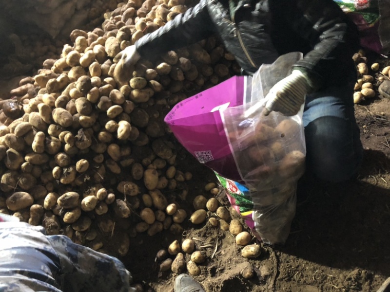 高产、优质脱毒种薯—费乌瑞它（荷兰十五、806）