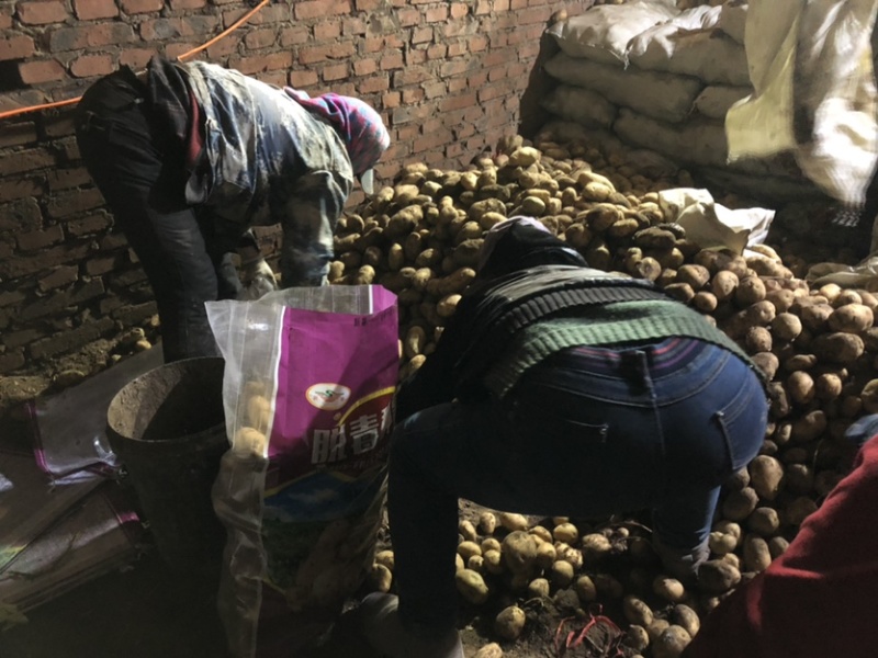 高产、优质脱毒种薯—费乌瑞它（荷兰十五、806）