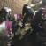 高产、优质脱毒种薯—费乌瑞它（荷兰十五、806）