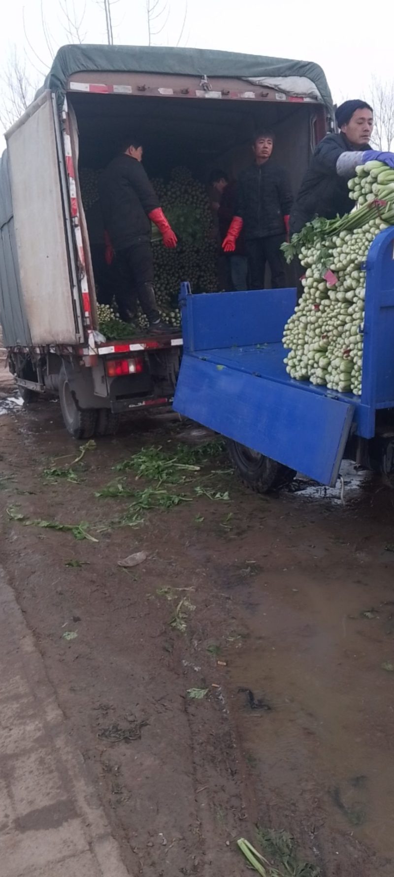 优质西芹大量上市