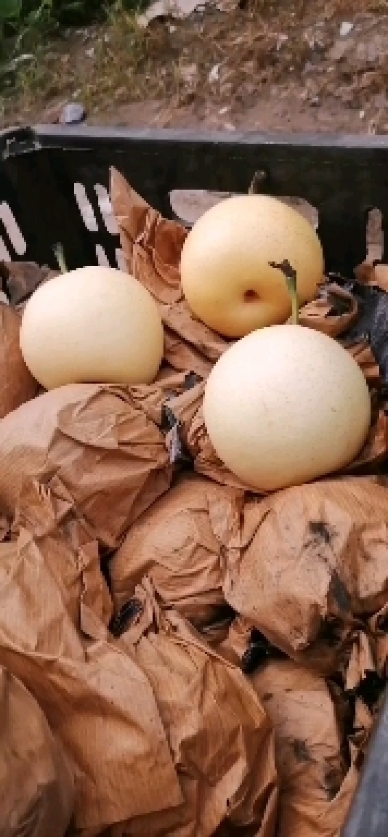 河北皇冠梨，口感甜脆爽口，皮薄汁水多，产地直销，货源充足