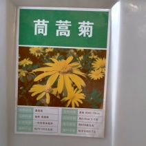 茼蒿菊种子多年生宿根花种籽子木春菊种子玛格丽特花种
