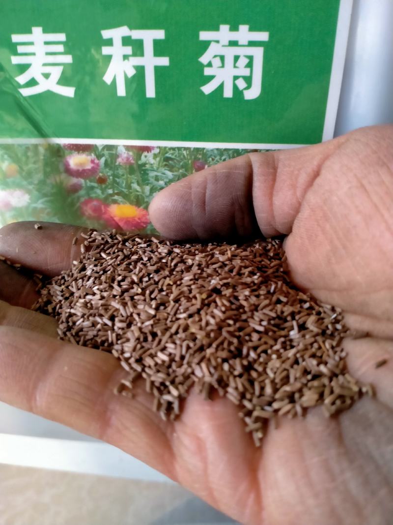 茼蒿菊种子多年生宿根花种籽子木春菊种子玛格丽特花种