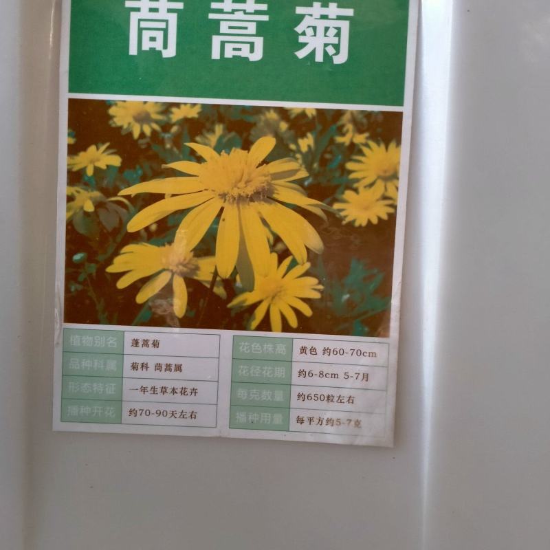 茼蒿菊种子多年生宿根花种籽子木春菊种子玛格丽特花种