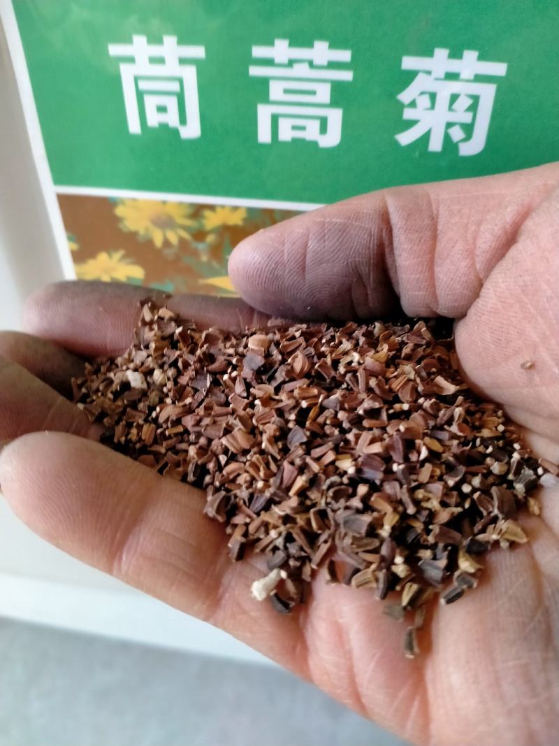 茼蒿菊种子多年生宿根花种籽子木春菊种子玛格丽特花种
