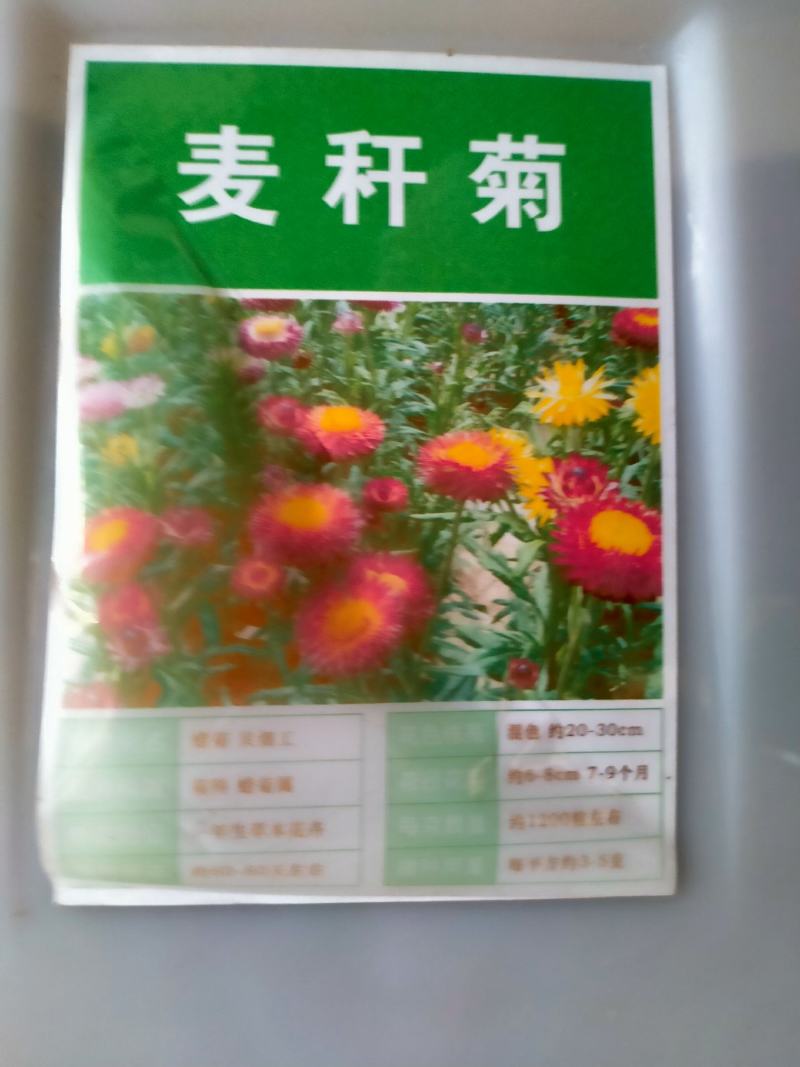 茼蒿菊种子多年生宿根花种籽子木春菊种子玛格丽特花种