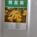 茼蒿菊种子多年生宿根花种籽子木春菊种子玛格丽特花种