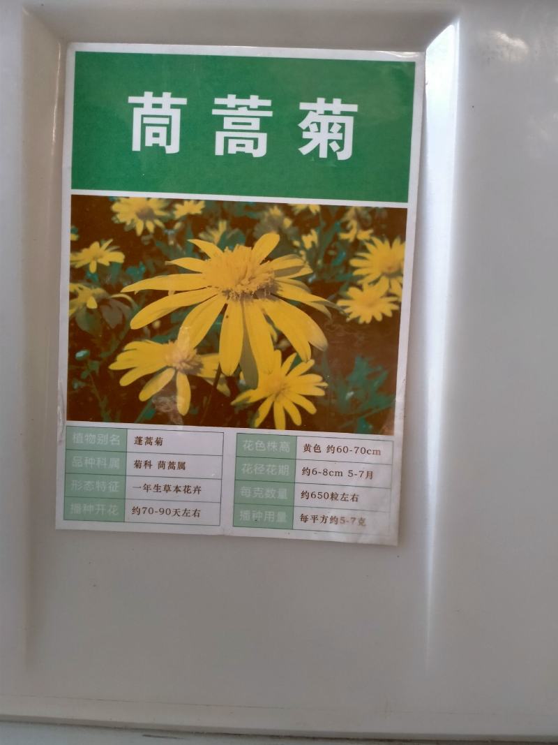 茼蒿菊种子多年生宿根花种籽子木春菊种子玛格丽特花种