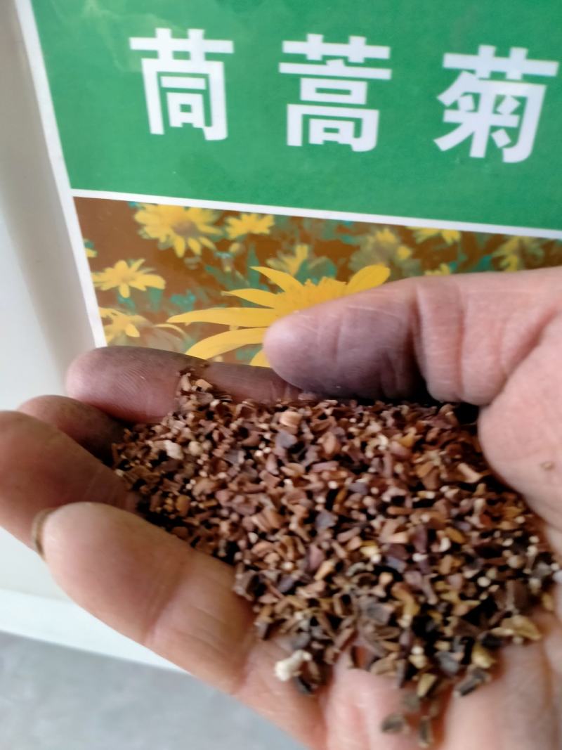 茼蒿菊种子多年生宿根花种籽子木春菊种子玛格丽特花种