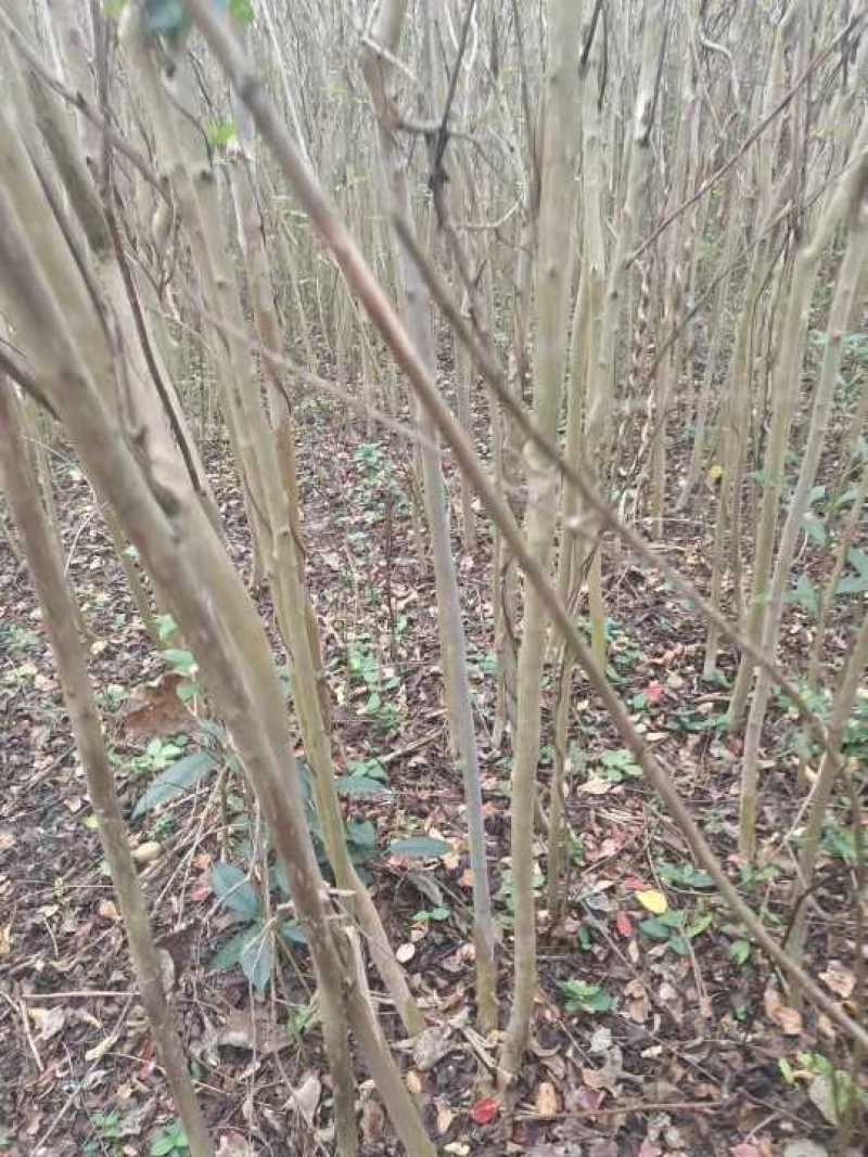 紫薇