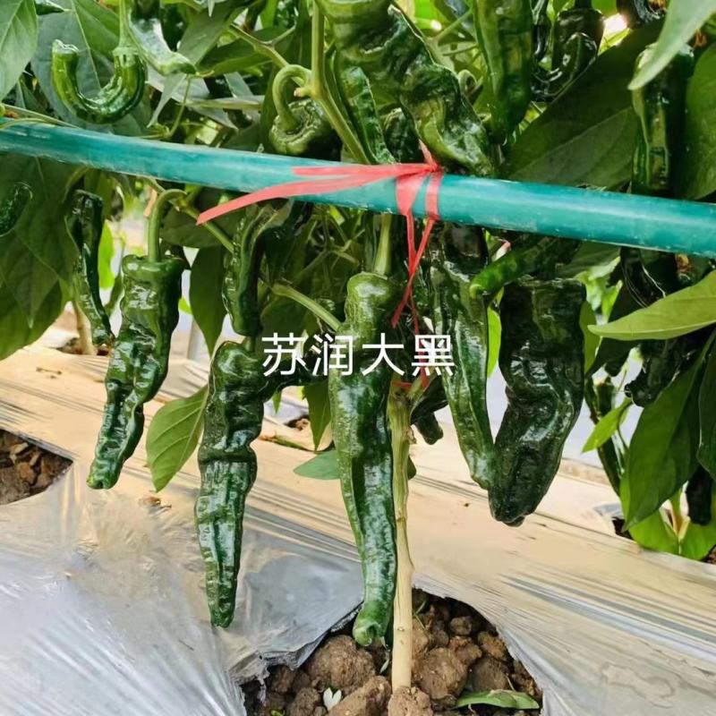 苏润大黑皱皮辣椒种子品种辣味强辣薄皮羊角品种种子
