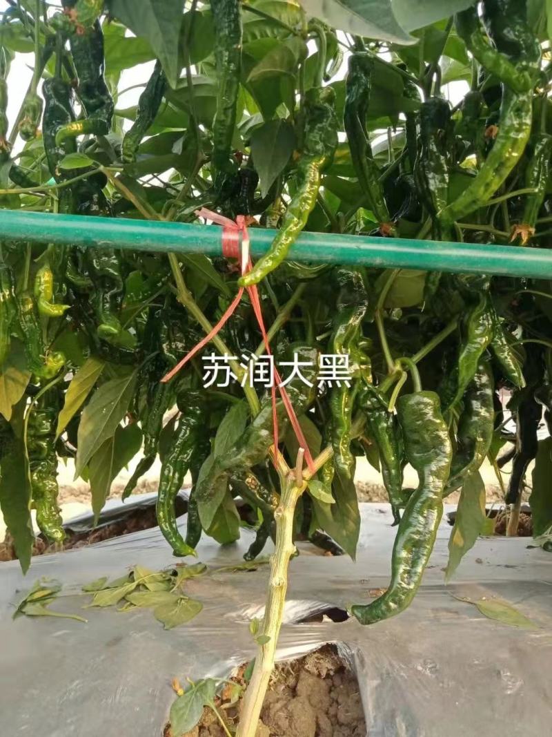 苏润大黑皱皮辣椒种子品种辣味强辣薄皮羊角品种种子