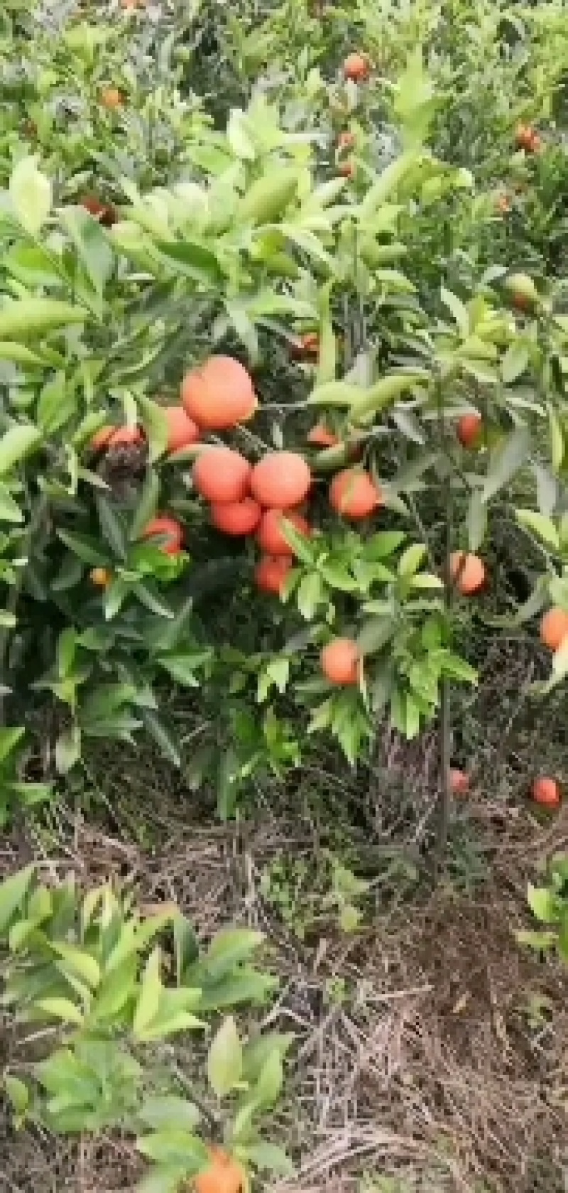 爱媛38号苗