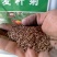 麦秆菊种子，易播易活室外庭院阳台花卉种子开花早花期长