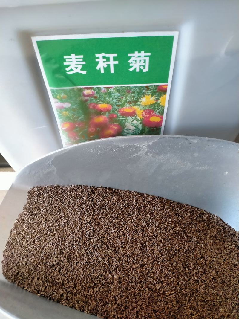 麦秆菊种子，易播易活室外庭院阳台花卉种子开花早花期长