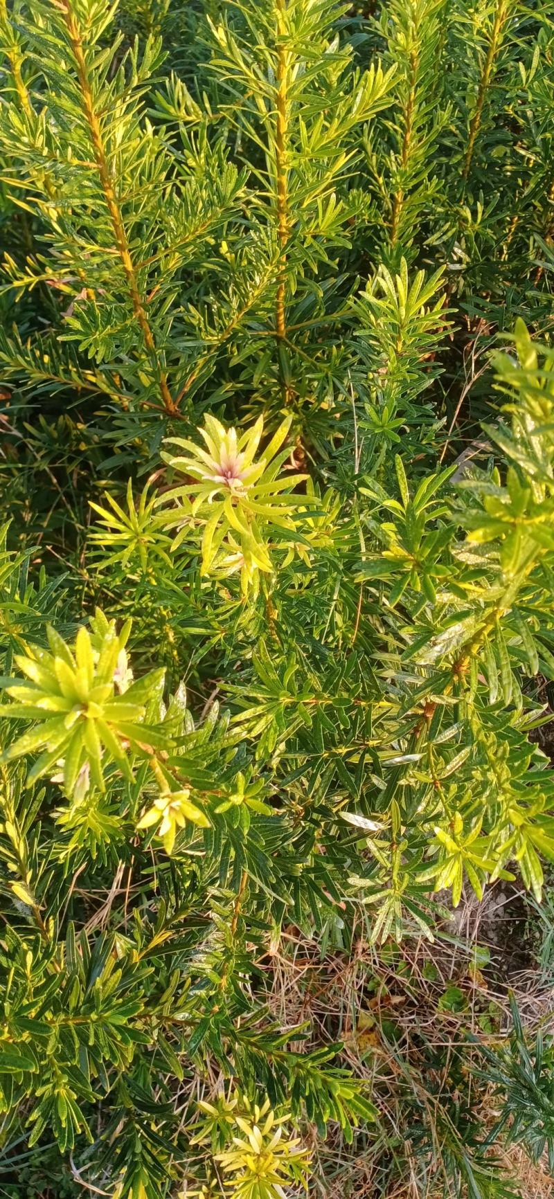 精品小叶罗汉松，叶小美观，不是控叶长出来的，造型的优品