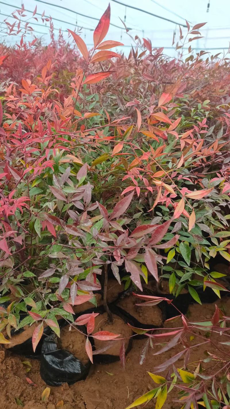 精品南天竹大量上市，基地直发直销，欢迎各位老板致电