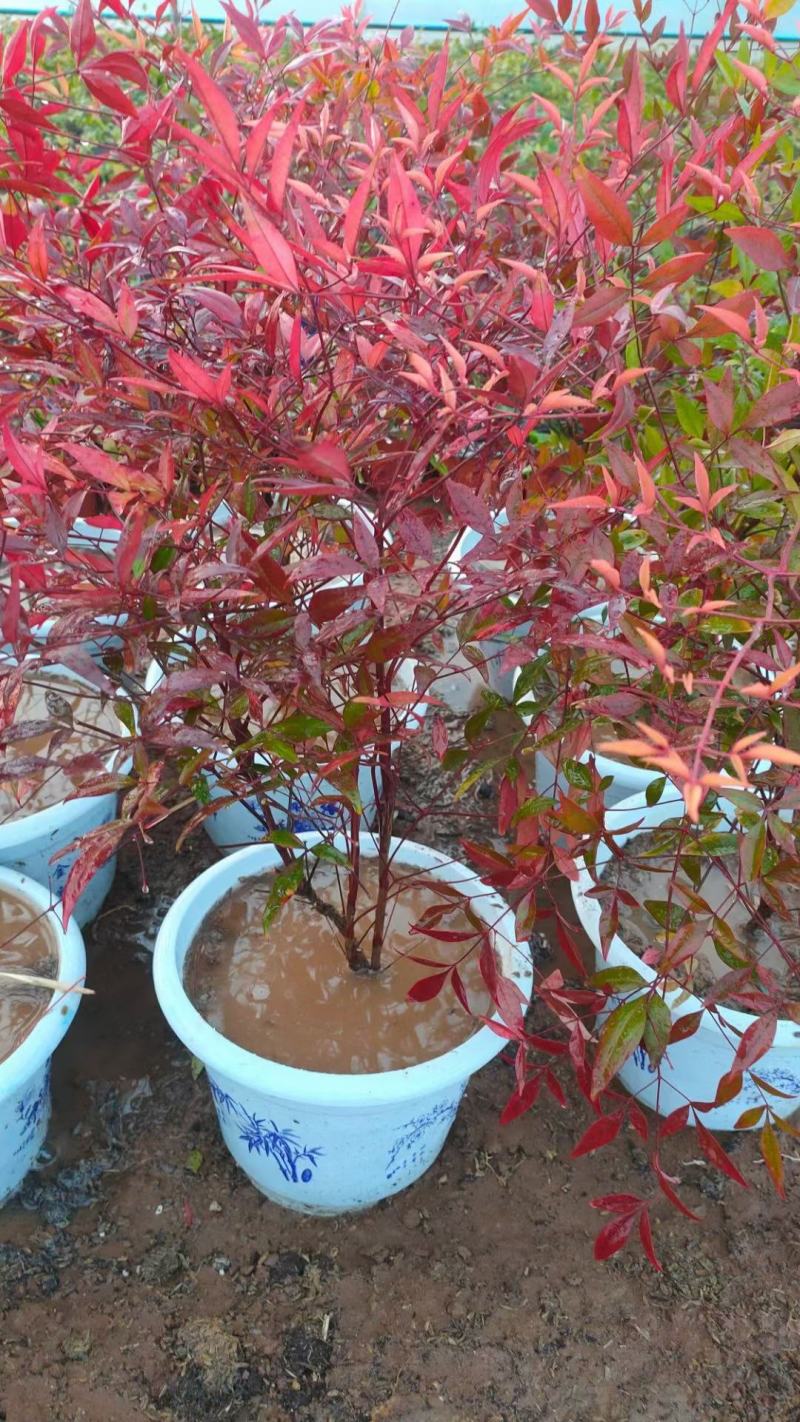精品南天竹大量上市，基地直发直销，欢迎各位老板致电