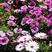 南非万寿菊花种子蓝目菊花籽子室外庭院鲜花种子花期长四季种