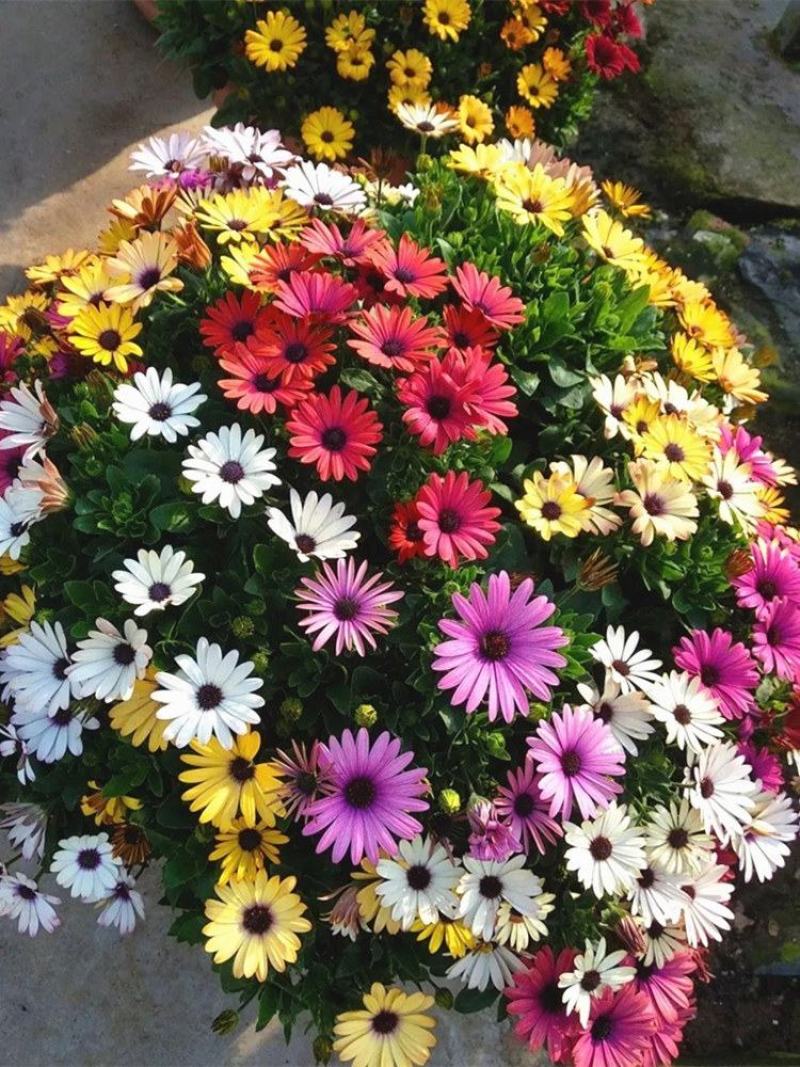 南非万寿菊花种子蓝目菊花籽子室外庭院鲜花种子花期长四季种