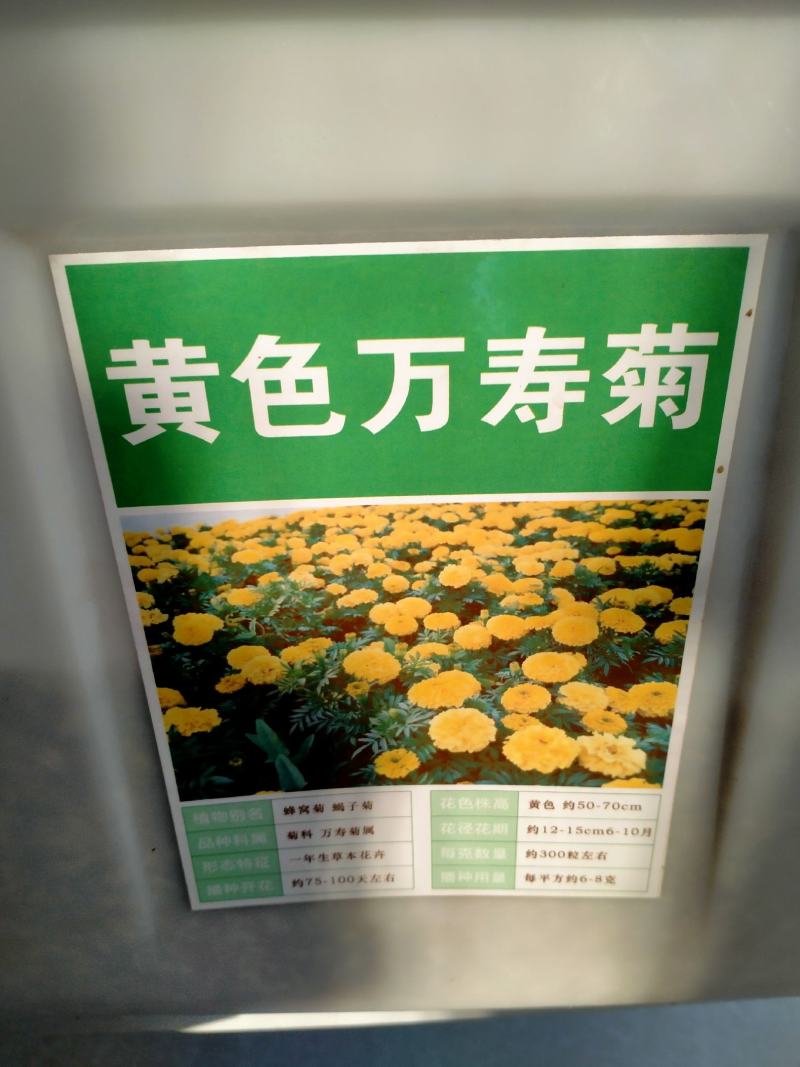 南非万寿菊花种子蓝目菊花籽子室外庭院鲜花种子花期长四季种