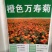 南非万寿菊花种子蓝目菊花籽子室外庭院鲜花种子花期长四季种