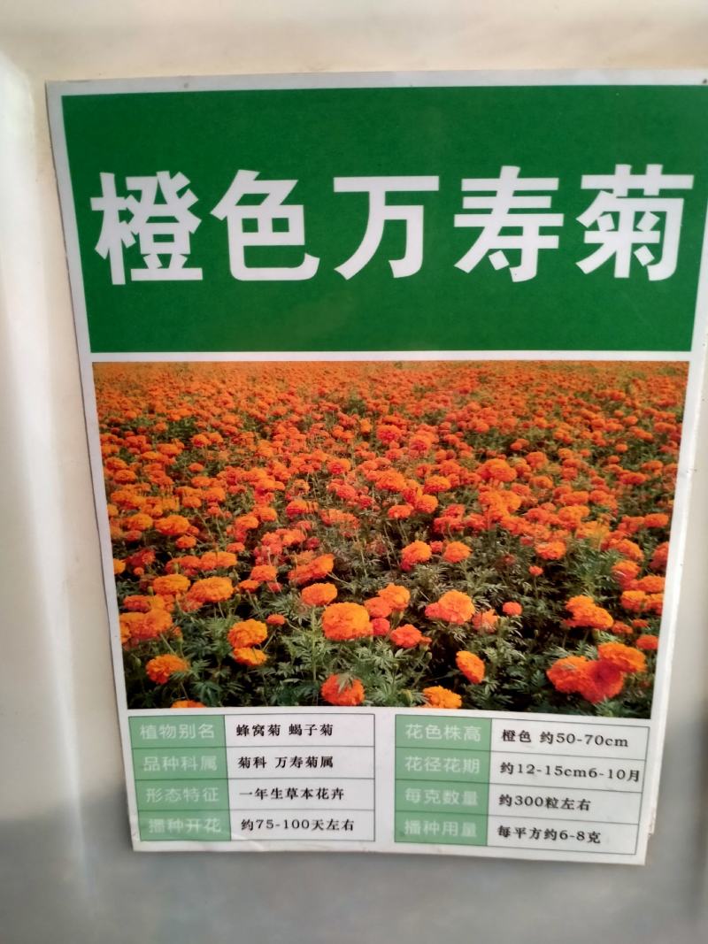 南非万寿菊花种子蓝目菊花籽子室外庭院鲜花种子花期长四季种