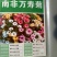 南非万寿菊花种子蓝目菊花籽子室外庭院鲜花种子花期长四季种