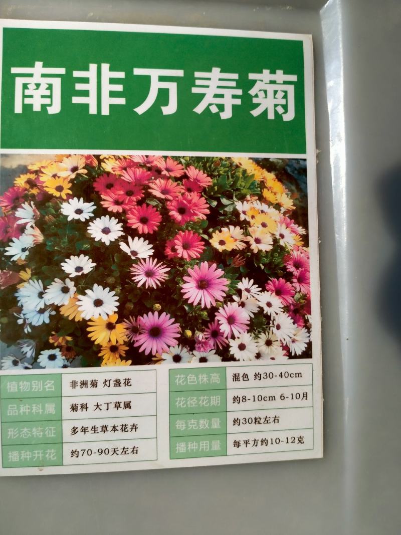 南非万寿菊花种子蓝目菊花籽子室外庭院鲜花种子花期长四季种
