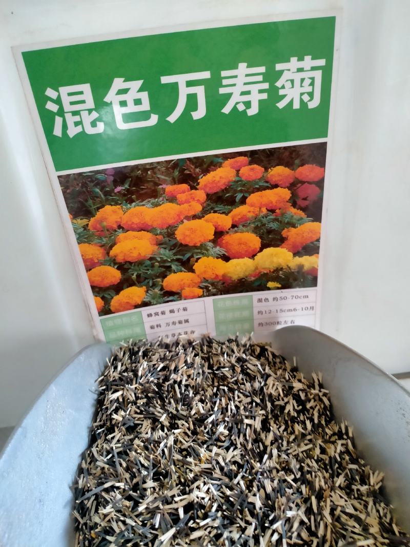 南非万寿菊花种子蓝目菊花籽子室外庭院鲜花种子花期长四季种
