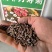 南非万寿菊花种子蓝目菊花籽子室外庭院鲜花种子花期长四季种