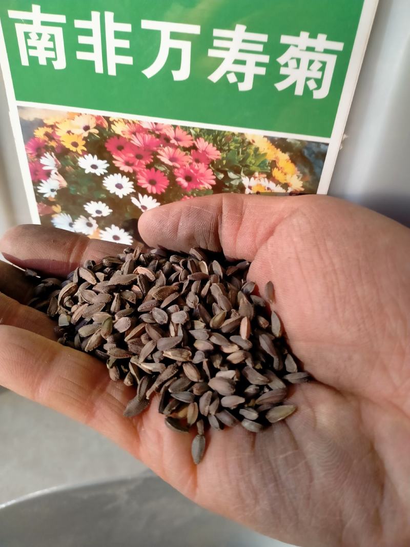 南非万寿菊花种子蓝目菊花籽子室外庭院鲜花种子花期长四季种