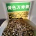 南非万寿菊花种子蓝目菊花籽子室外庭院鲜花种子花期长四季种